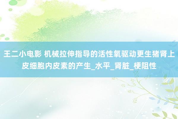 王二小电影 机械拉伸指导的活性氧驱动更生猪肾上皮细胞内皮素的产生_水平_肾脏_梗阻性